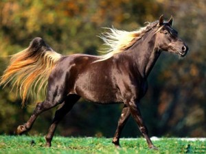 Obrazek